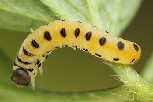 Corynis obscura