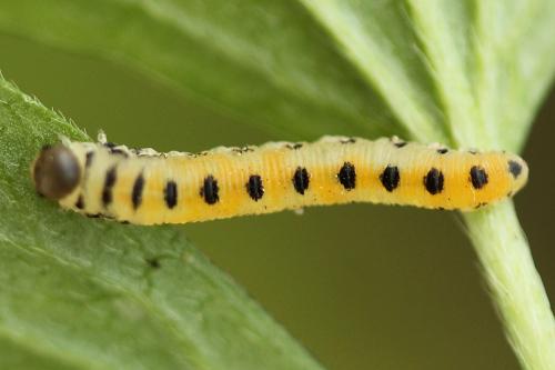 Corynis obscura