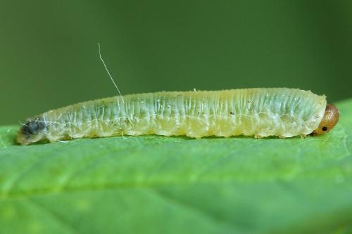 Réf. 223 588 : Endelomyia aethiops