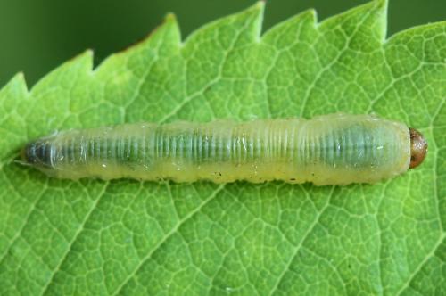 Réf. 223 589 : Endelomyia aethiops