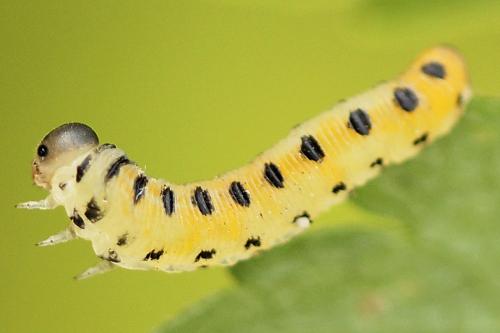 Corynis obscura