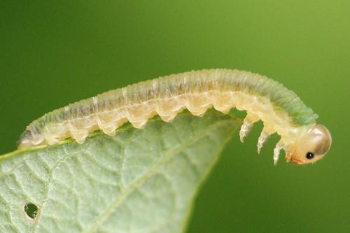 Loderus vestigialis