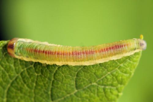 Loderus vestigialis