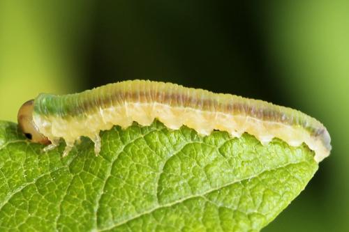 Loderus vestigialis