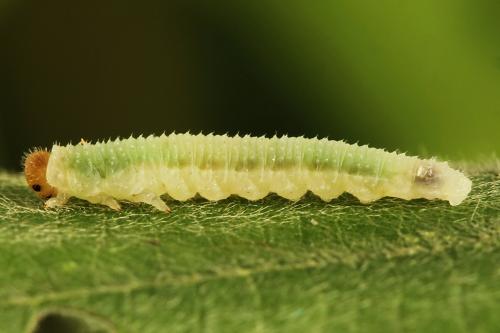 Réf. 223 311 : Nematinus luteus