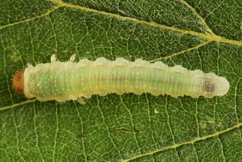 Réf. 223 312 : Nematinus luteus