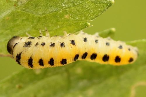 Corynis obscura