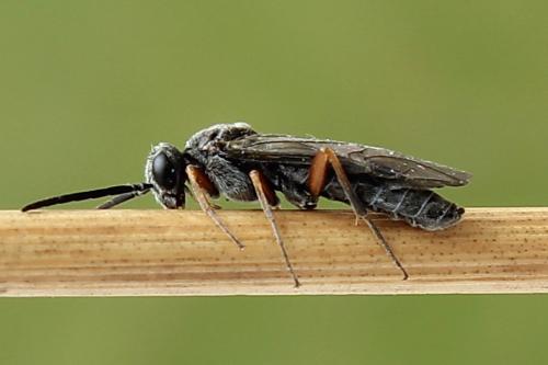 Loderus vestigialis