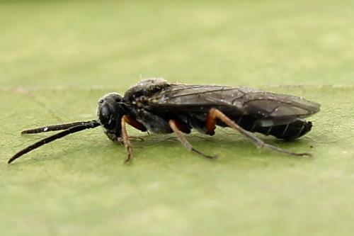 Loderus vestigialis