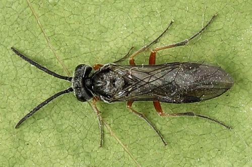 Réf. 223 810 : Loderus vestigialis
