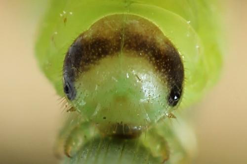 Tenthredo sp.