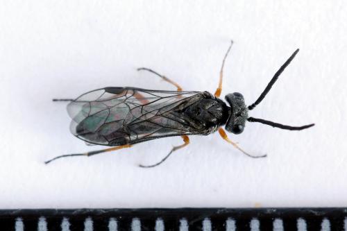 Réf. 223 811 : Loderus vestigialis