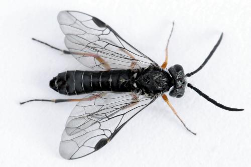 Réf. 223 812 : Loderus vestigialis