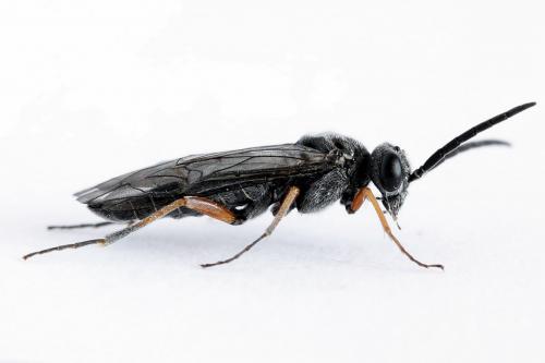 Réf. 223 813 : Loderus vestigialis