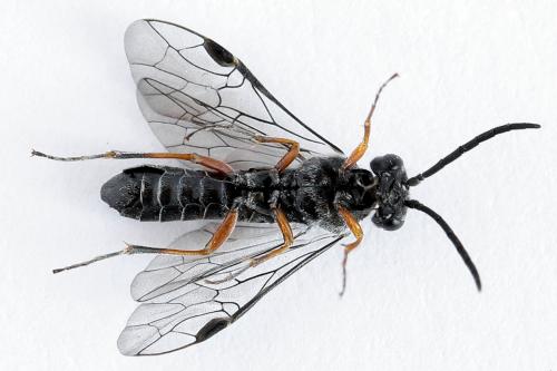 Réf. 223 814 : Loderus vestigialis
