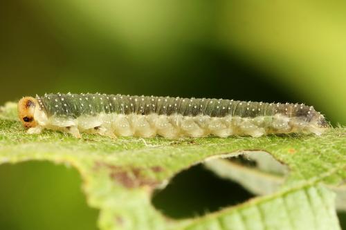 Réf. 223 313 : Nematinus luteus