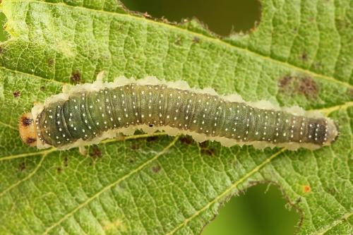Réf. 223 314 : Nematinus luteus