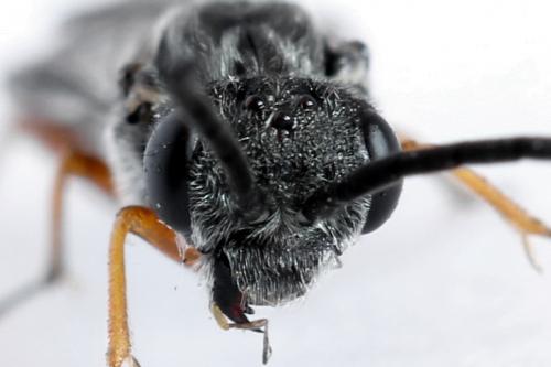 Réf. 223 815 : Loderus vestigialis