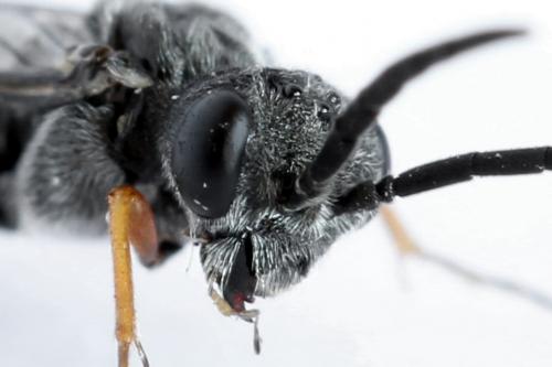 Réf. 223 816 : Loderus vestigialis