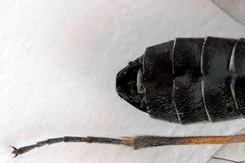 Réf. 223 820 : Loderus vestigialis
