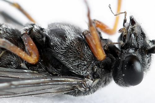 Réf. 223 821 : Loderus vestigialis