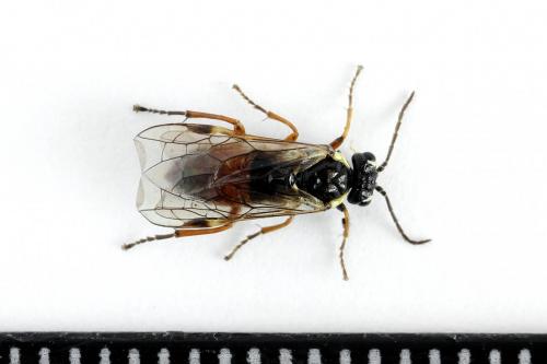 Aglaostigma fulvipes