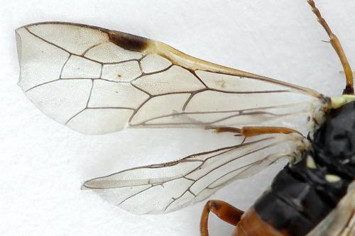 Réf. 223 420 : Aglaostigma fulvipes