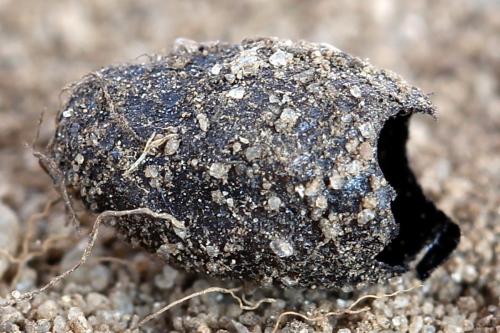 Mesoneura opaca