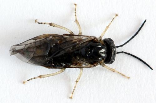 Mesoneura opaca