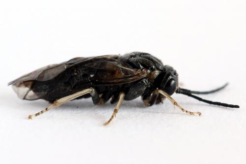 Mesoneura opaca
