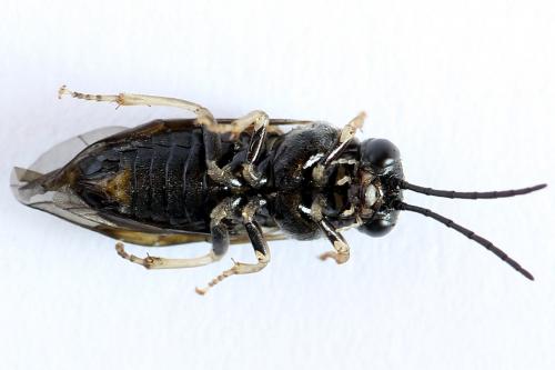 Mesoneura opaca