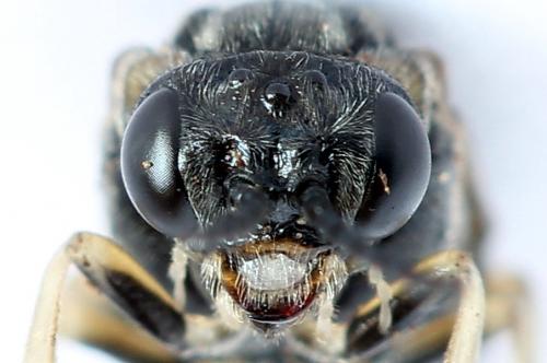 Mesoneura opaca