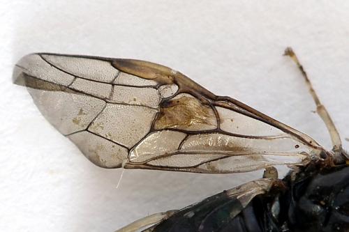 Mesoneura opaca