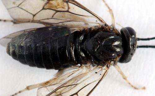 Mesoneura opaca