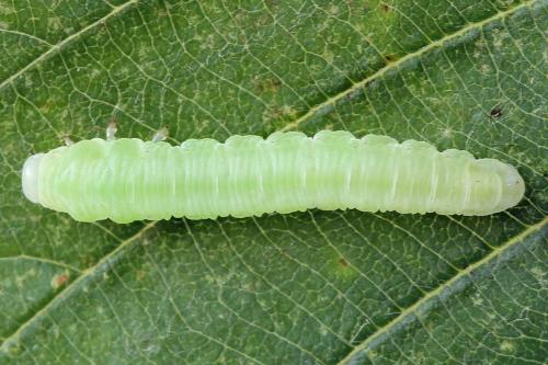 Monsoma pulveratum