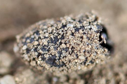 Mesoneura opaca