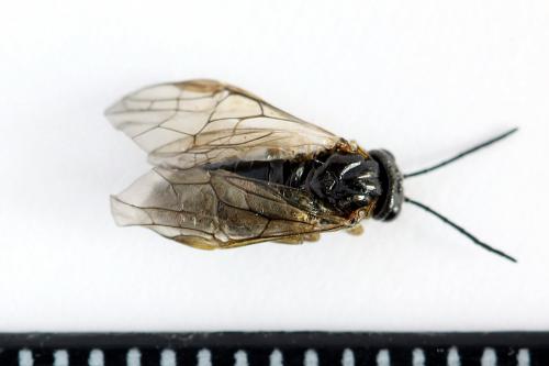 Mesoneura opaca