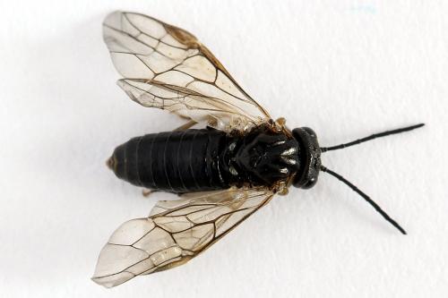Mesoneura opaca