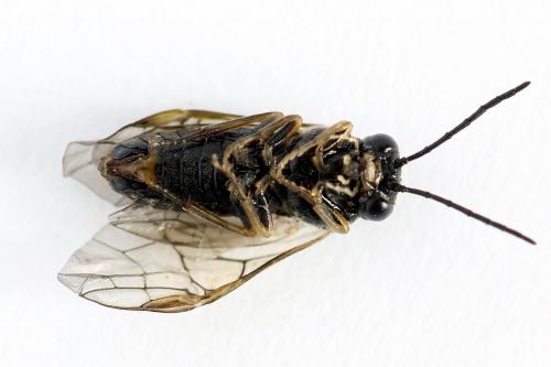 Mesoneura opaca