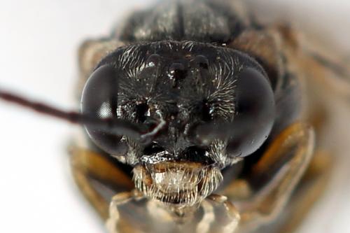 Mesoneura opaca