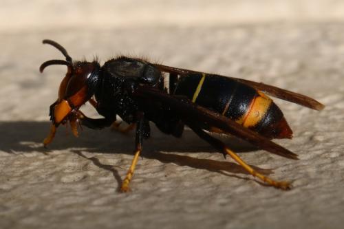 Vespa velutina