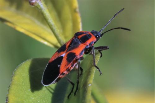 Réf. 223 485 : Tropidothorax leucopterus