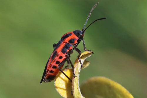Réf. 223 486 : Tropidothorax leucopterus