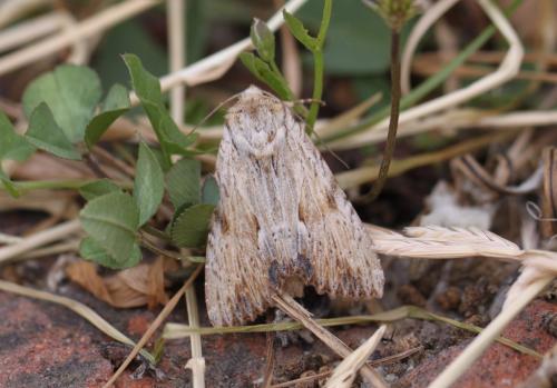 Réf. 223 546 : Apamea lithoxylaea