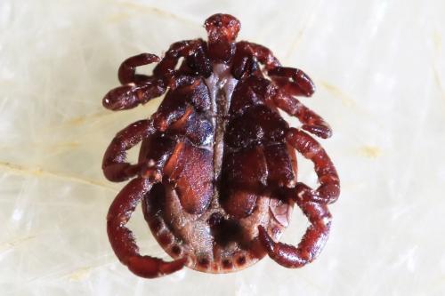Réf. 223 580 : Dermacentor reticulatus