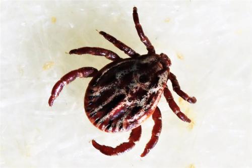 Réf. 223 581 : Dermacentor reticulatus