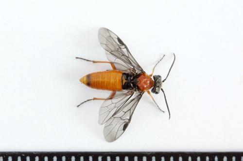 Réf. 223 443 : Dolerus germanicus