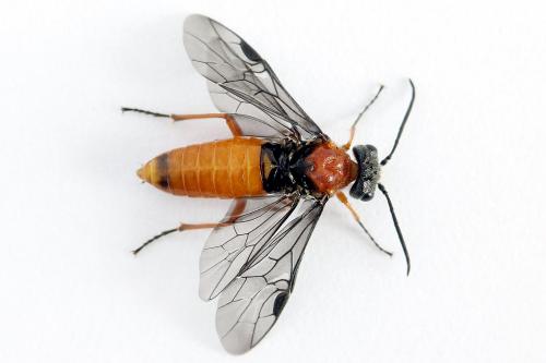 Réf. 223 444 : Dolerus germanicus
