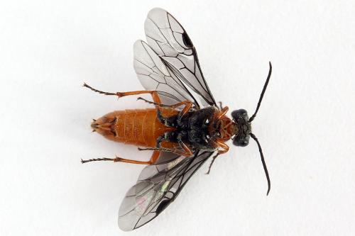 Réf. 223 446 : Dolerus germanicus