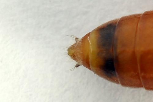 Réf. 223 450 : Dolerus germanicus
